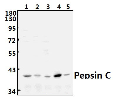 Pepsin C (F306)