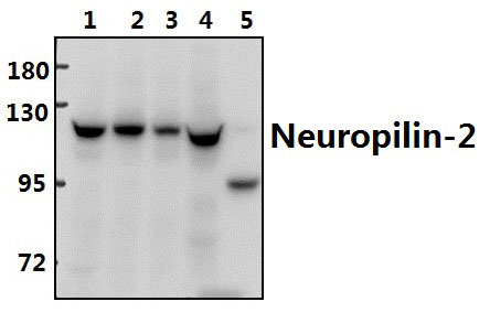 Neuropilin~2 (M373)