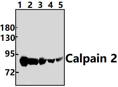 Calpain 2 (K354)