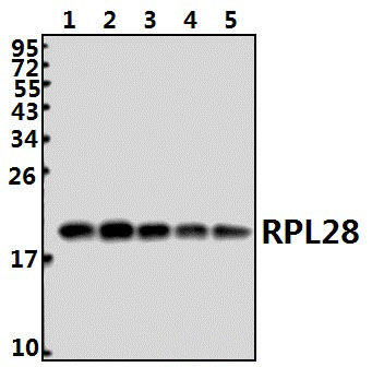 RPL28 (Y77)