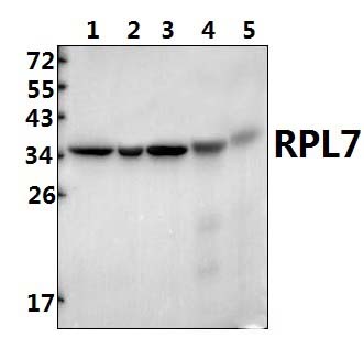 RPL7 (N248)