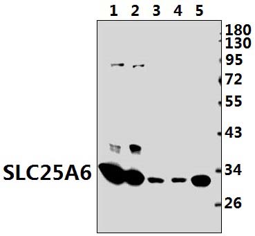 SLC25A6 (R155)