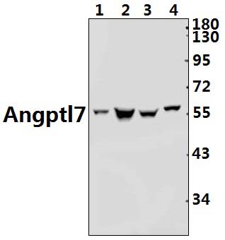 Angptl7 (P346)