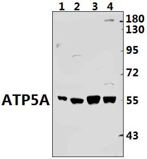 ATP5A (K239)