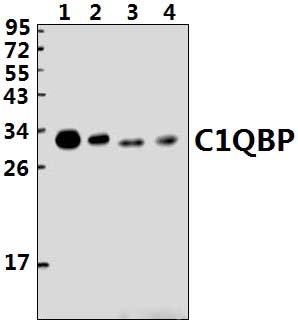 C1QBP (K100)