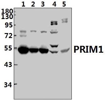 PRIM1 (K413)
