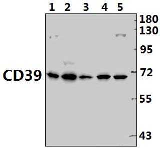 CD39 (K388)