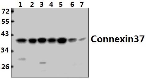 Connexin 37 (L116)