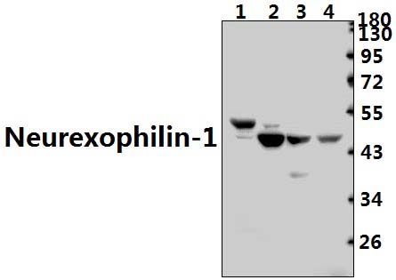 Neurexophilin~1 (I109)