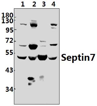 Septin 7 (M368)