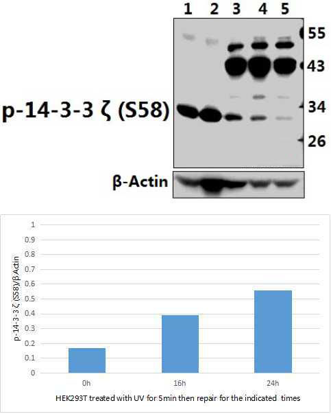 14~3~3 ζ (phospho~S58)