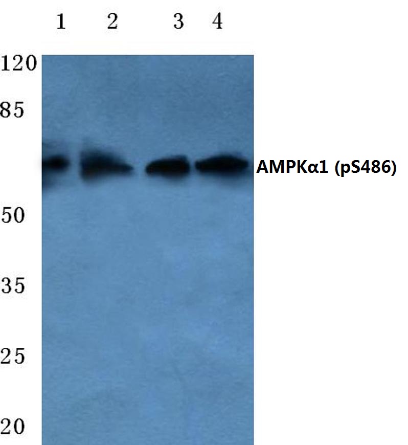 AMPKα1 (phospho~S486)