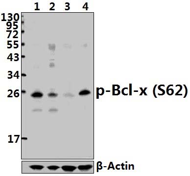 Bcl~X (phospho~S62)