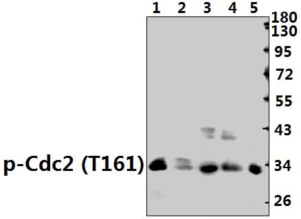 Cdk1/Cdc2 (phospho~T161)