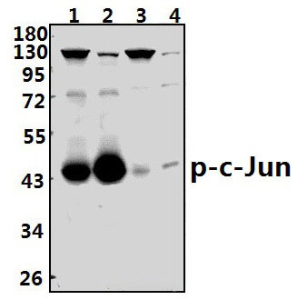 c~Jun (phospho~S73)
