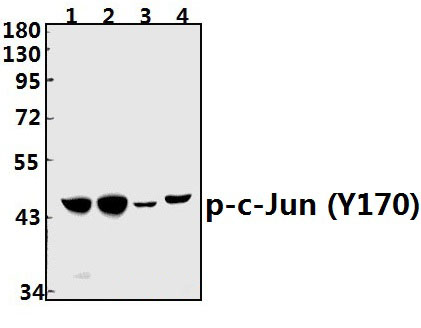 c~Jun (phospho~Y170)