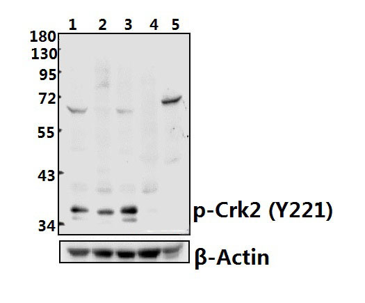 Crk2 (phospho~Y221)