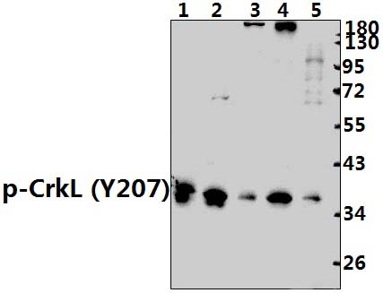 CrkL (phospho~Y207)