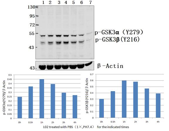 GSK3α/β (phospho~Y279/216)