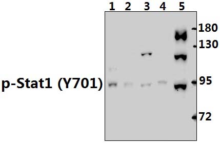 Stat1 (phospho~Y701)