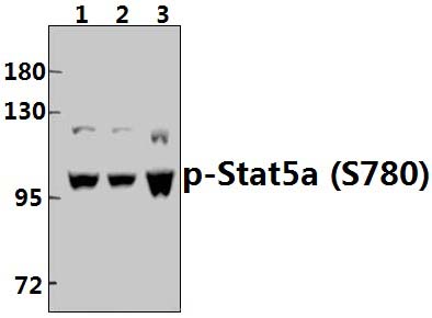 Stat5a (phospho~S780)