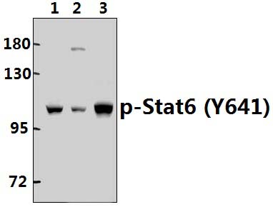 Stat6 (phospho~Y641)