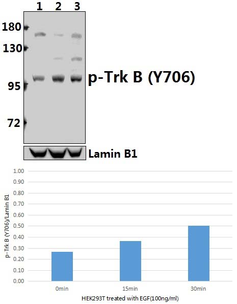 Trk B (phospho~Y706)