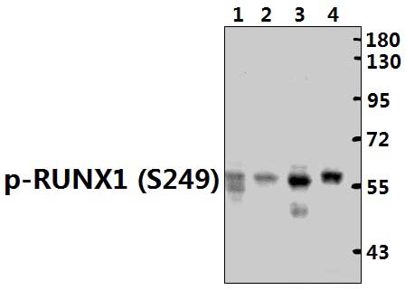 RUNX1 (phospho~S249)