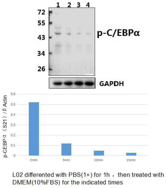 C/EBP α (phospho~S21)