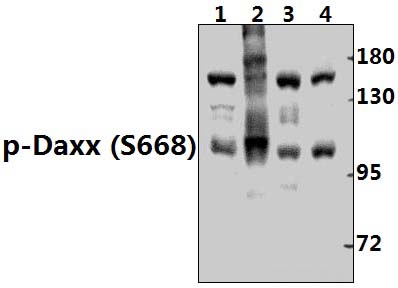 Daxx (phospho~S668)