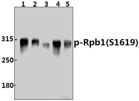 Rpb1 (phospho~S1619)