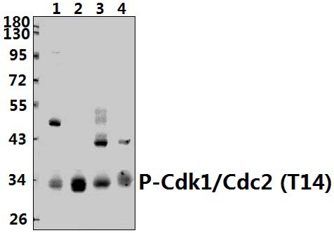 Cdk1/Cdc2 (phospho~T14)
