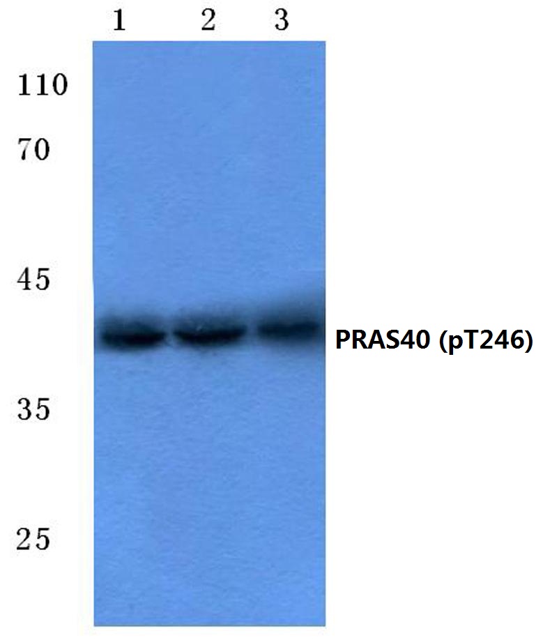 PRAS40 (phospho~T246)