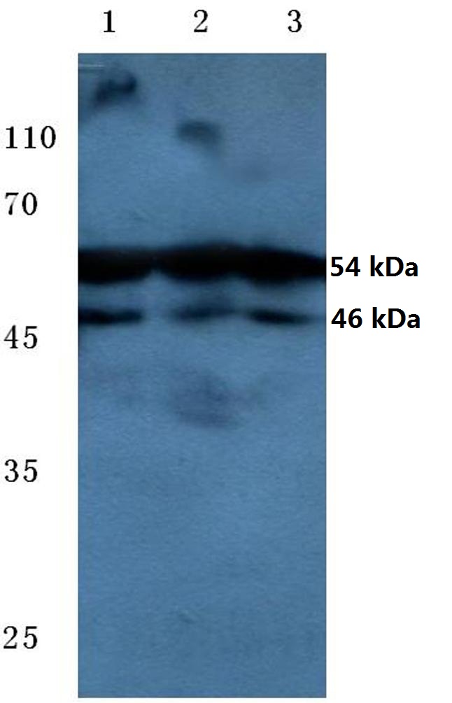 JNK1/2/3 (phospho~T183/Y185)