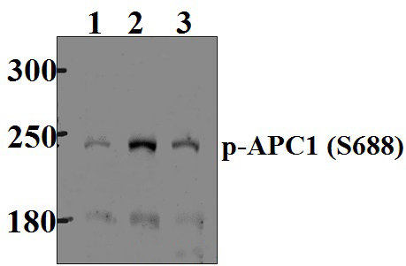 APC1 (phospho~S688)