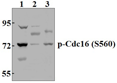 Cdc16 (phospho~S560)