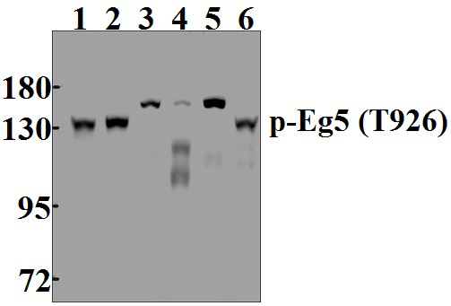 Eg5 (phospho~T926)