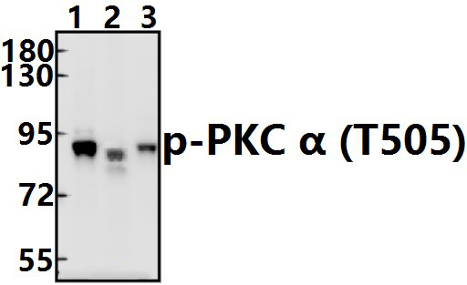 PKC α (phospho~T505)