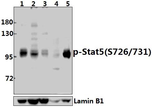 Stat5 (phospho~S726/731)