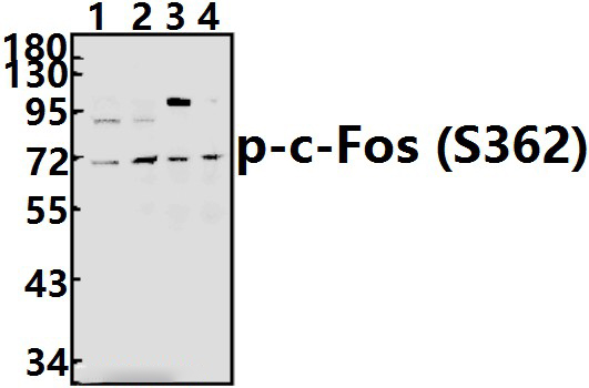 c~Fos (phospho~S362)
