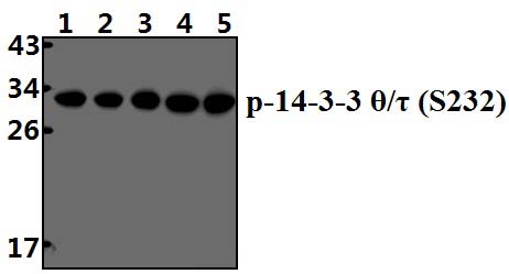 14~3~3 θ/τ (phospho~S232)