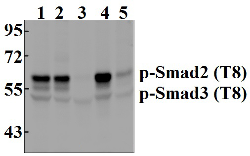 Smad2/3 (phospho~T8)
