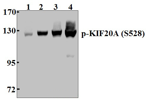 KIF20A (phospho~S528)