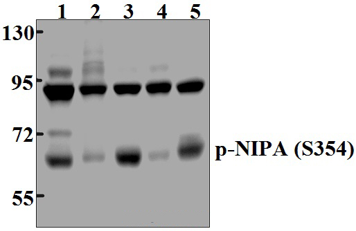 NIPA (phospho~S354)