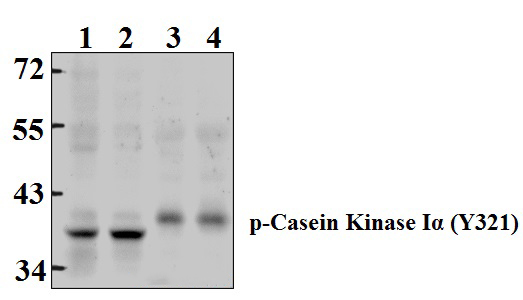 Casein Kinase Iα (phospho~Y321)
