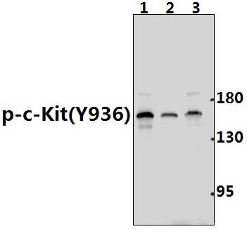 c~Kit (phospho~Y936)