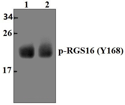 RGS16 (phospho~Y168)