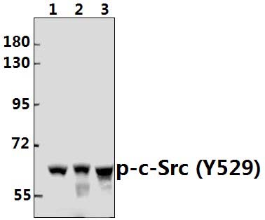 c~Src (phospho~Y529)