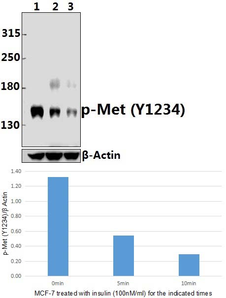 c~Met (phospho~Y1234)