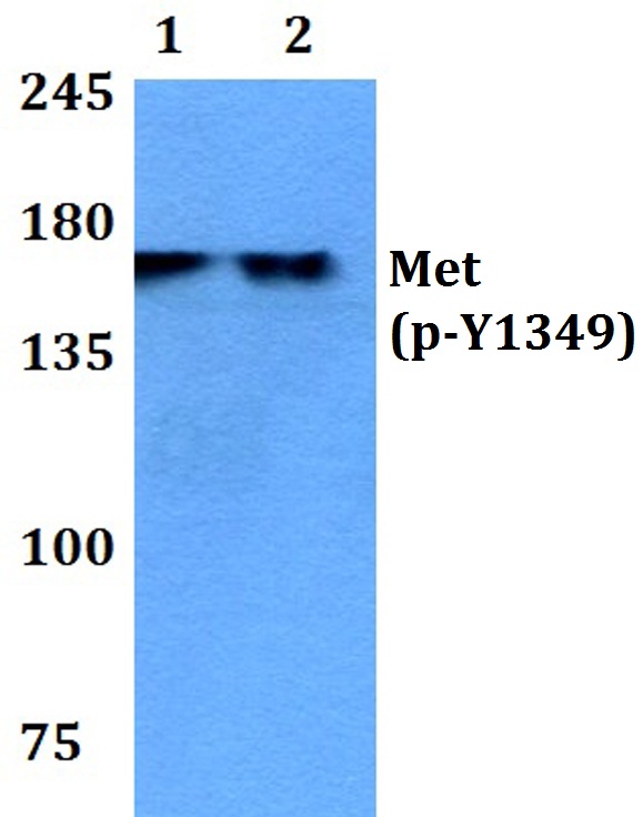 c~Met (phospho~Y1349)